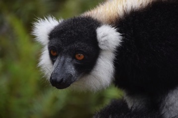 290. Lemuren eiland, black and white ruffed lemur.jpg